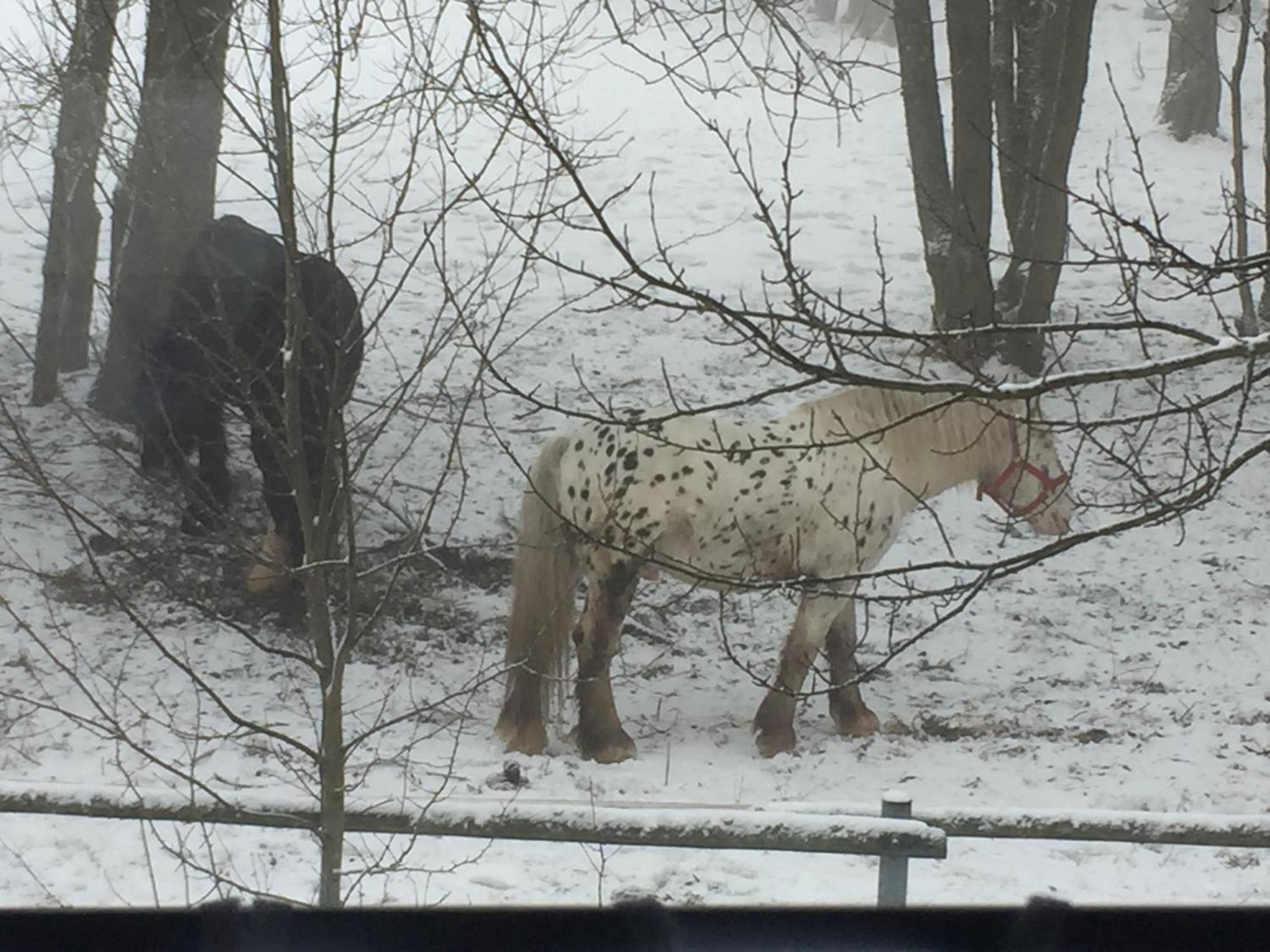 Penzion Na Slunicku Mariánská Dış mekan fotoğraf